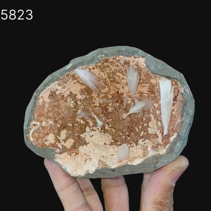 Scolecite Sprays Inside Heulandite Geode Natural Mineral Specimen # B 5823
