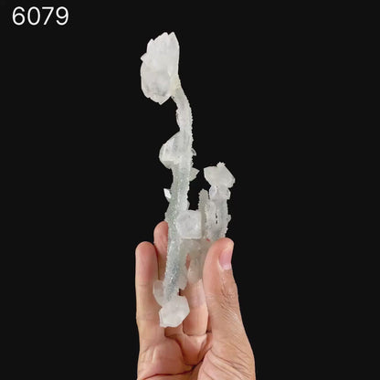 Apophyllite Crystals on Sparkling MM Quartz Stalactite Natural Mineral Specimen # B 6079