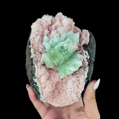 Mint Green Apophyllite Flower Cluster in Pink Chalcedony Geode Pocket - Collector’s Cabinet Specimen from Jalgaon, India # DKT178