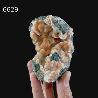 Thomsonite Orange Rare Find Free Standing Natural Mineral Specimen # B 6629