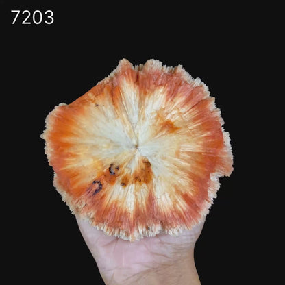 Rare "Sunflower" Orange Scolecite Disk with Micro-Chalcedony Inclusions - Museum-Grade Specimen from Nashik, India# B 7203