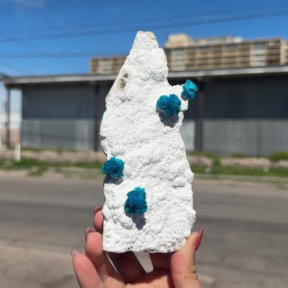 Cavansite on Modernite (Rare Find) Natural Mineral Specimen # DKT41