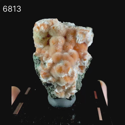 Thomsonite Orange Rare Find Natural Mineral Specimen # B 6813