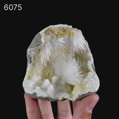 Scolecite Spray Inside MM Quartz Geode Natural Mineral Specimen # B 6075