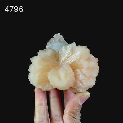 Apophyllite With Stilbite Perfect Bow-Tie formation Natural Mineral Specimen  # B 4796