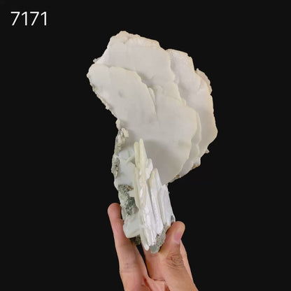 Rare Blade Calcite – Red Fluorescent Natural Mineral Specimen from Mumbai # B 7171