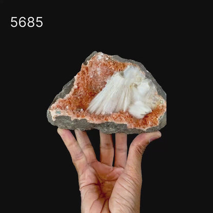 Scolecite Sprays Inside Heulandite Geode Natural Mineral Specimen # B 5685