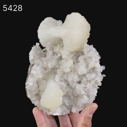 Stilbite bow shape formation Natural Mineral Specimen # B 5428