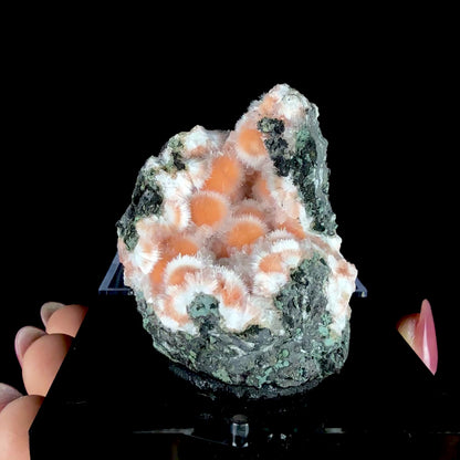 Orange Thomsonite with Fibrous Mesolite Needles on Matrix - Collector’s Specimen from Madhya Pradesh #DKT156