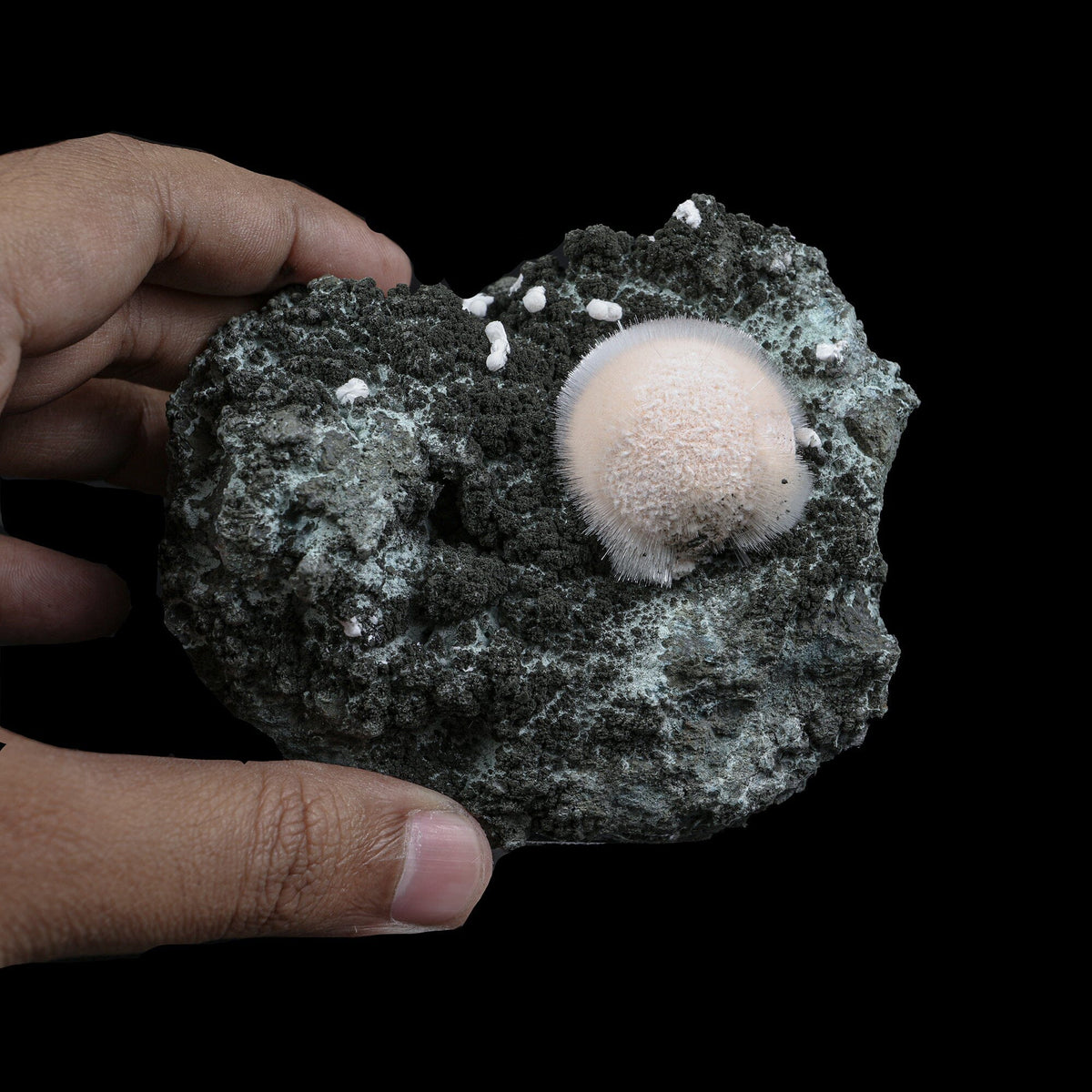 Pristine White Thomsonite Sphere with Fine Needle-Like Mesolite Sprays on Dark Volcanic Matrix - Collector’s Cabinet Specimen from Madhya Pradesh, India# B 7249 Thomsonite Superb Minerals 