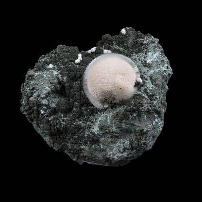 Pristine White Thomsonite Sphere with Fine Needle-Like Mesolite Sprays on Dark Volcanic Matrix - Collector’s Cabinet Specimen from Madhya Pradesh, India# B 7249 Thomsonite Superb Minerals 