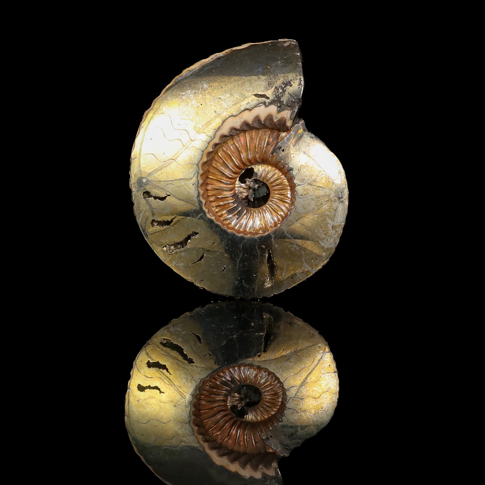 Pyritized Ammonite Natural Mineral Specimen # B 6845 Fluorite Superb Minerals 