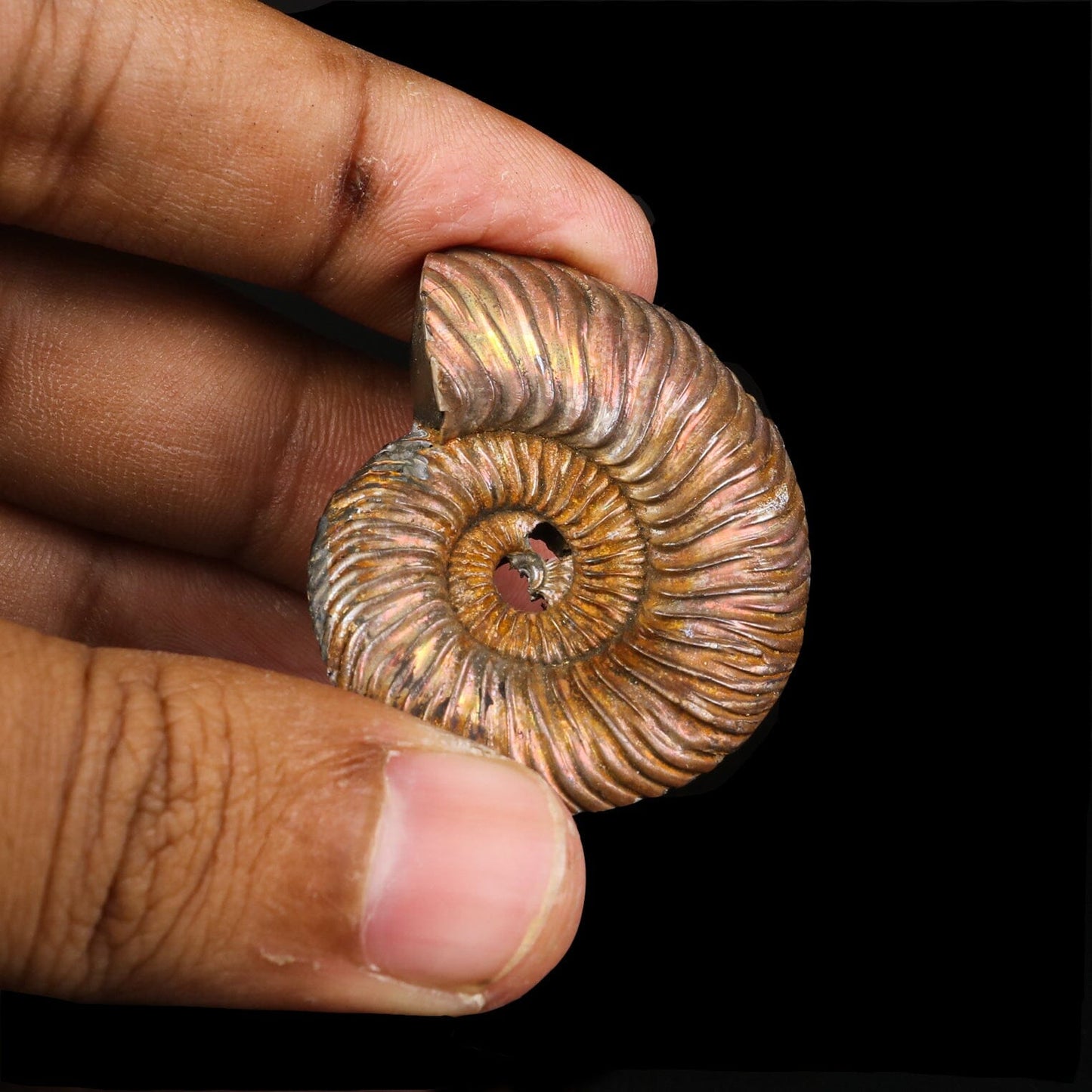 Pyritized Ammonite Natural Mineral Specimen # B 6845 Fluorite Superb Minerals 