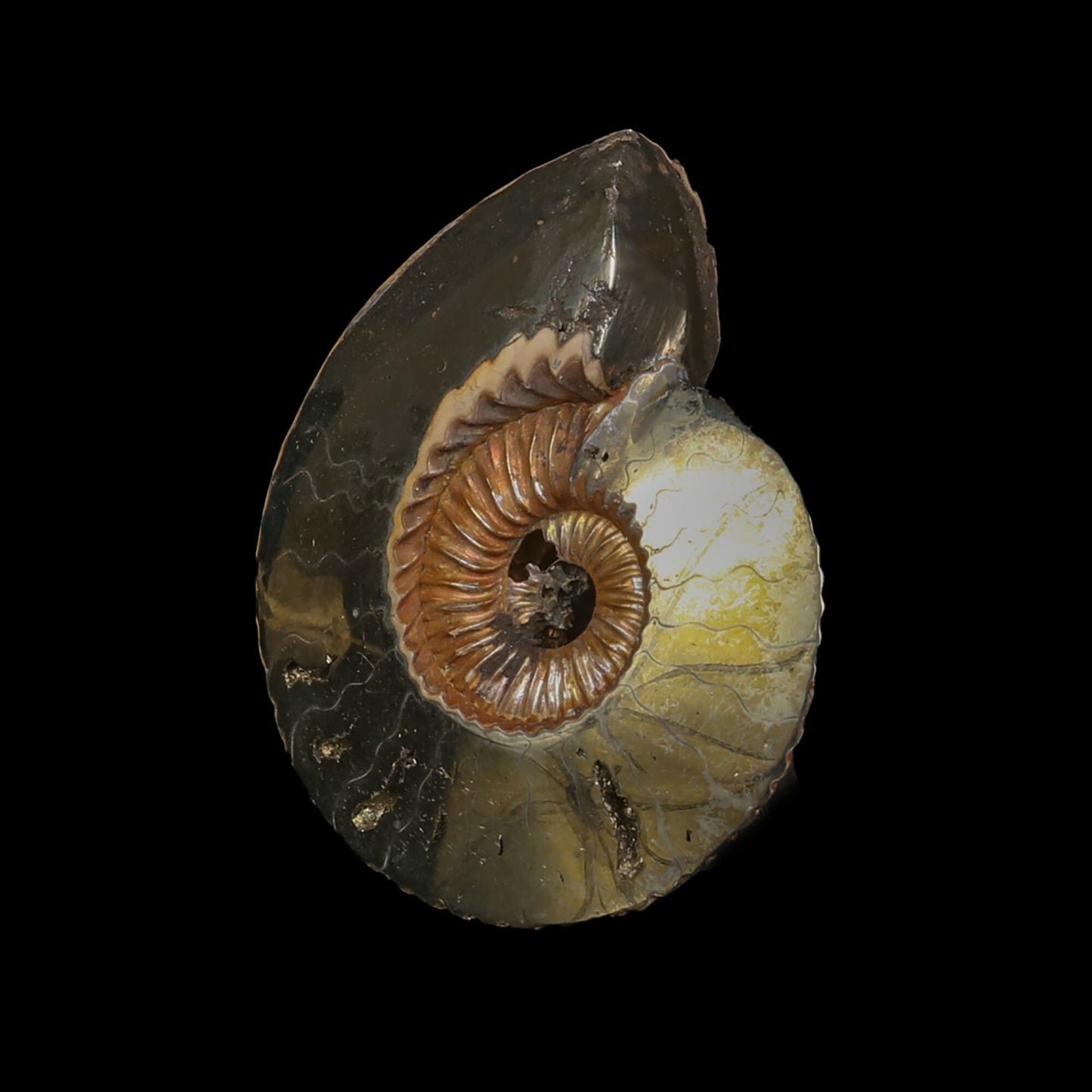 Pyritized Ammonite Natural Mineral Specimen # B 6845 Fluorite Superb Minerals 