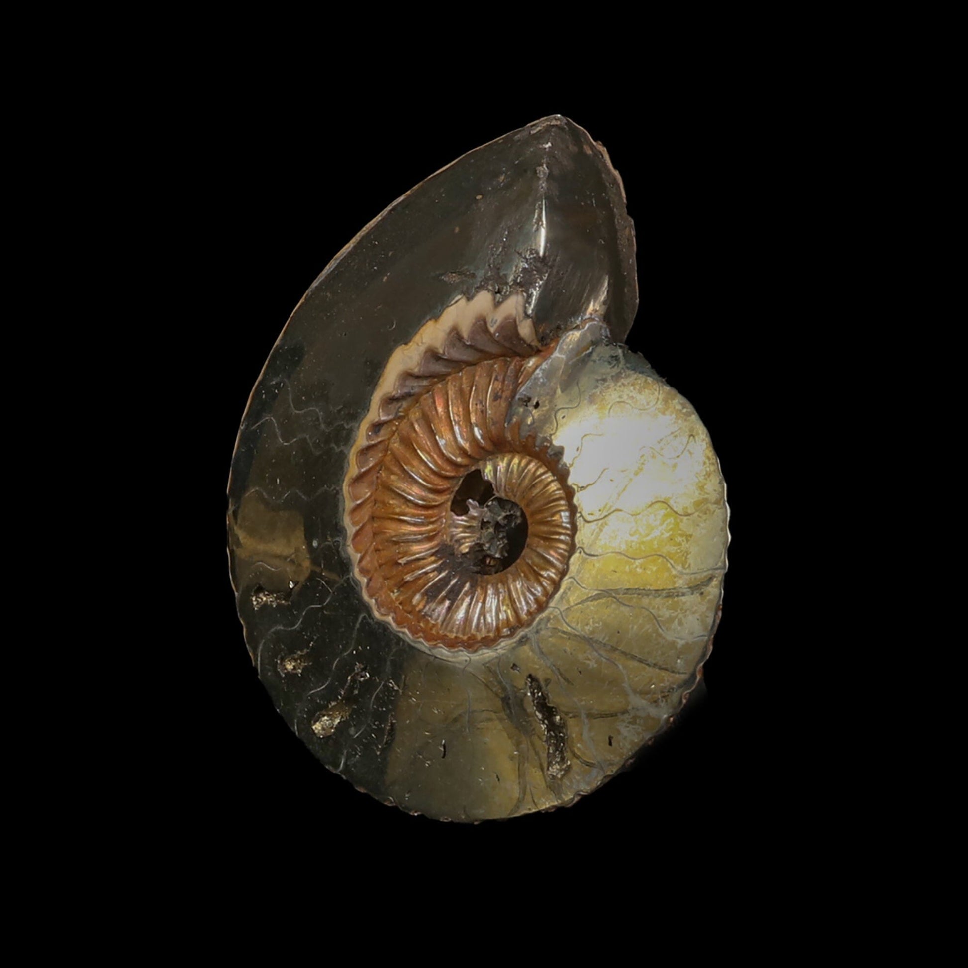 Pyritized Ammonite Natural Mineral Specimen # B 6845 Fluorite Superb Minerals 