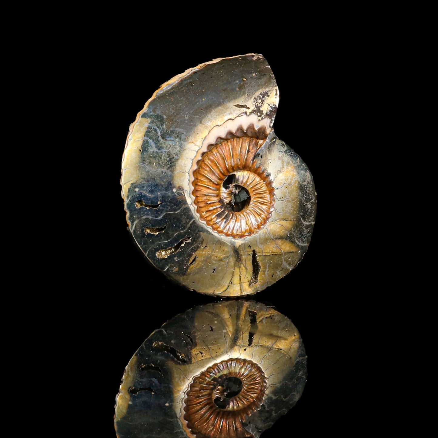 Pyritized Ammonite Natural Mineral Specimen # B 6845 Fluorite Superb Minerals 