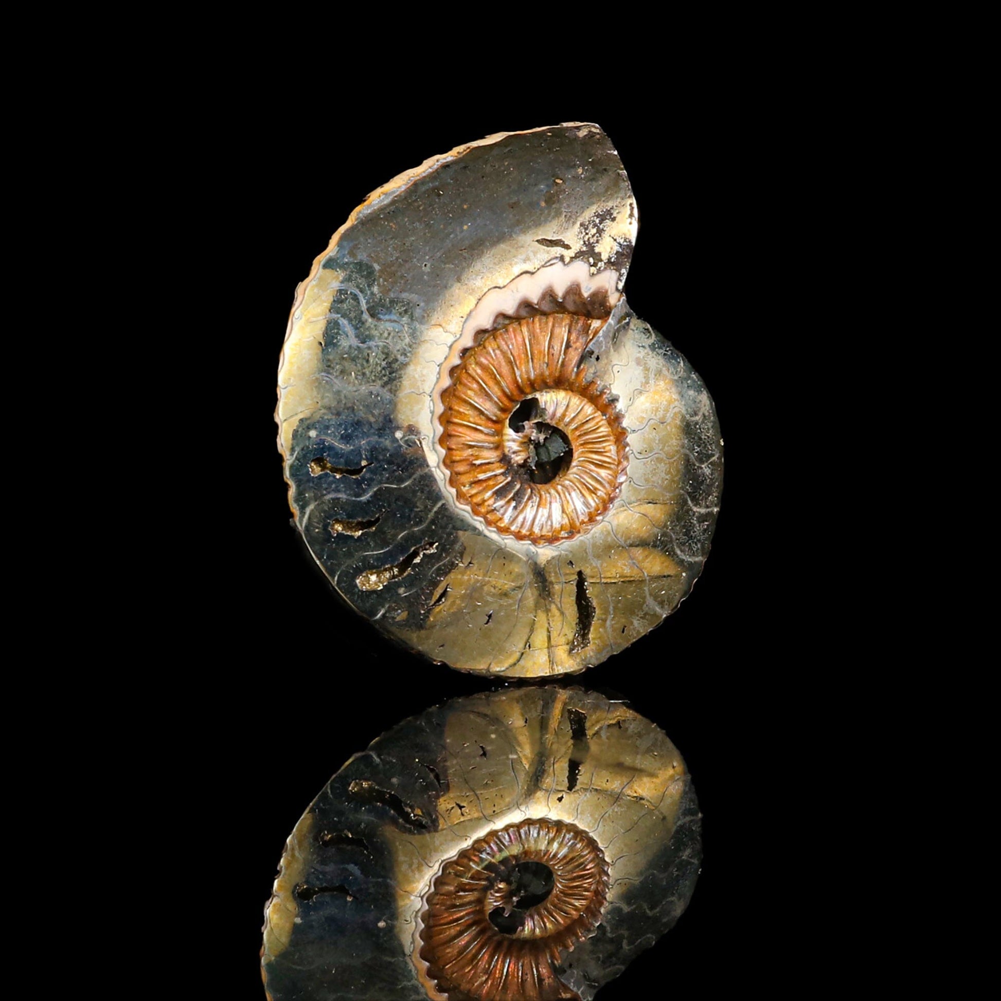 Pyritized Ammonite Natural Mineral Specimen # B 6845 Fluorite Superb Minerals 