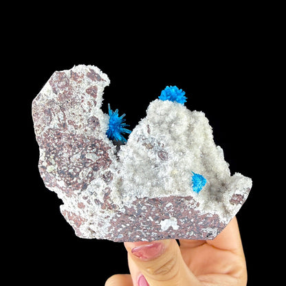 Rare Electric Blue Pentagonite Flowers on Heulandite Matrix - Natural Collector’s Specimen from Pune # DKT152 Pentagonite Superb Minerals 
