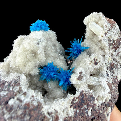 Rare Electric Blue Pentagonite Flowers on Heulandite Matrix - Natural Collector’s Specimen from Pune # DKT152 Pentagonite Superb Minerals 