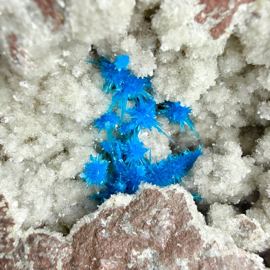 Rare Electric Blue Pentagonite Flowers on Heulandite Matrix - Natural Collector’s Specimen from Pune # DKT176 Pentagonite Superb Minerals 