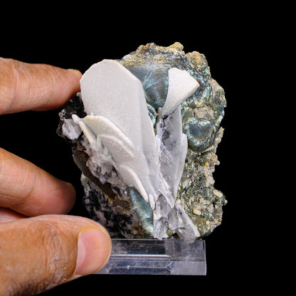 Rare Iridescent Pyrite with Calcite , Babingtonite – UV Reactive Collector Display Mineral Specimen from Mumbai # B 7163 Pyrite Superb Minerals 