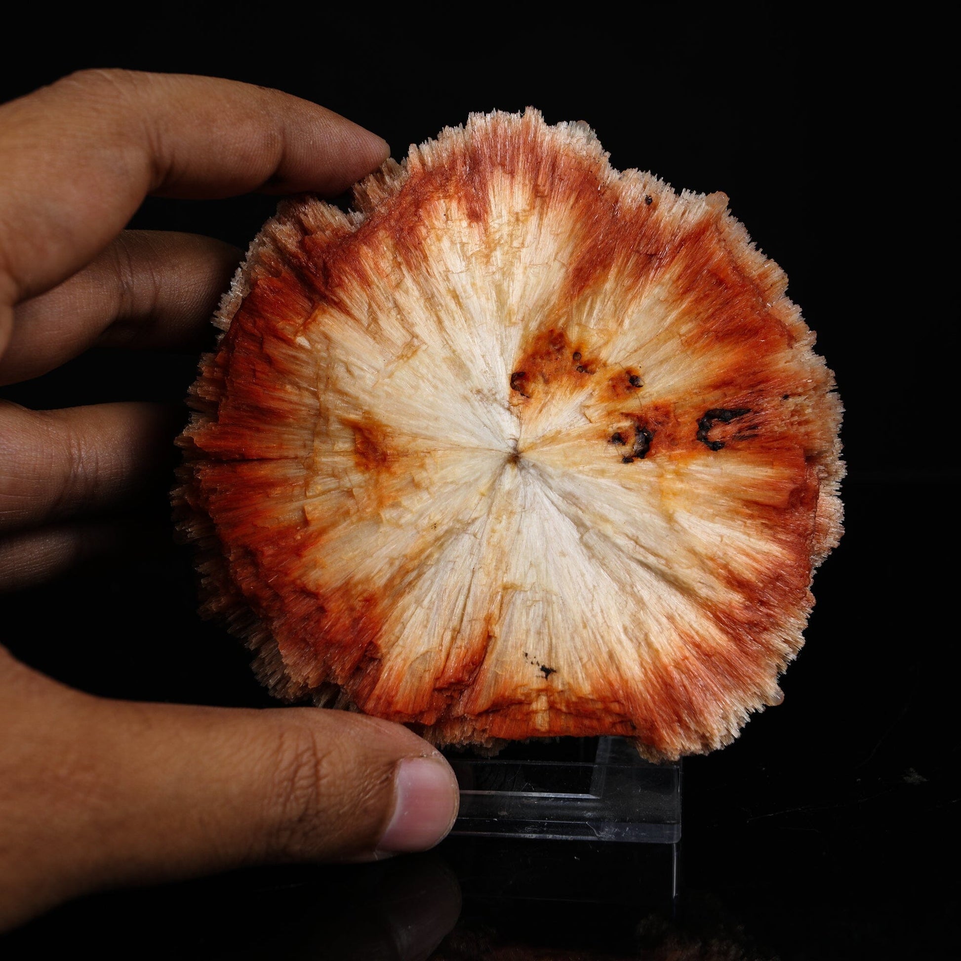 Rare "Sunflower" Orange Scolecite Disk with Micro-Chalcedony Inclusions - Museum-Grade Specimen from Nashik, India# B 7203 Scolecite Superb Minerals 