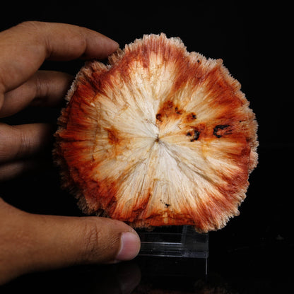 Rare "Sunflower" Orange Scolecite Disk with Micro-Chalcedony Inclusions - Museum-Grade Specimen from Nashik, India# B 7203 Scolecite Superb Minerals 