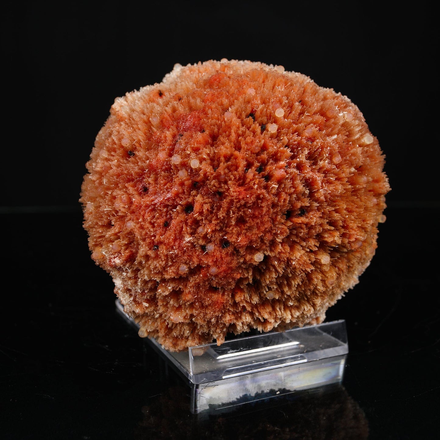 Rare "Sunflower" Orange Scolecite Disk with Micro-Chalcedony Inclusions - Museum-Grade Specimen from Nashik, India# B 7203 Scolecite Superb Minerals 