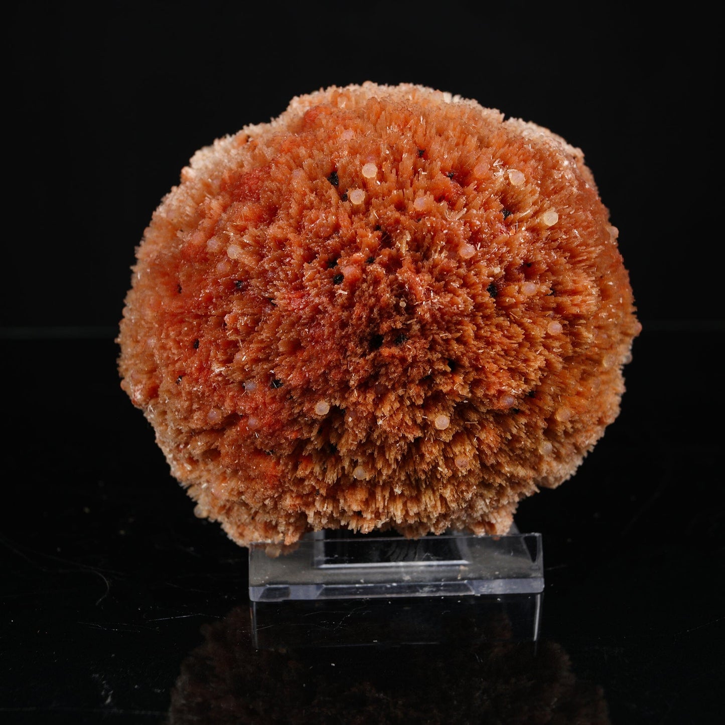 Rare "Sunflower" Orange Scolecite Disk with Micro-Chalcedony Inclusions - Museum-Grade Specimen from Nashik, India# B 7203 Scolecite Superb Minerals 