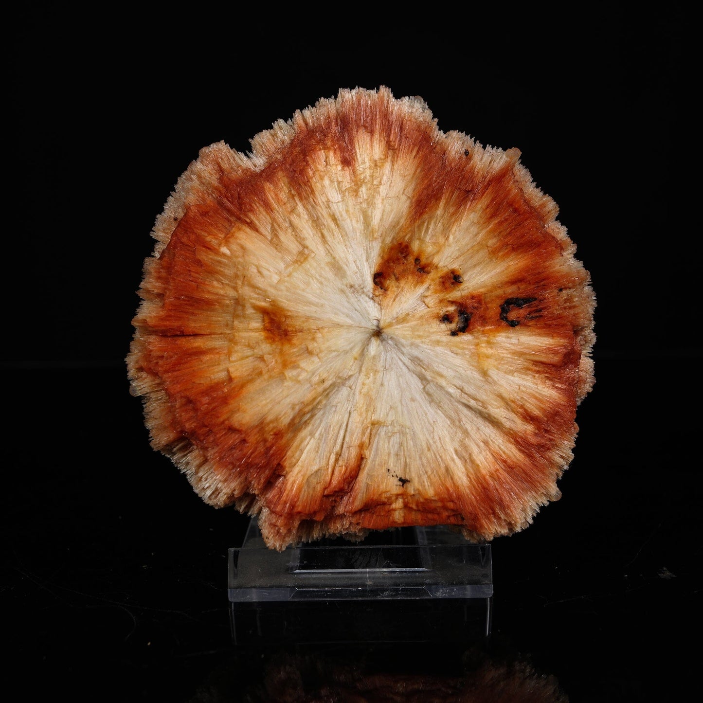 Rare "Sunflower" Orange Scolecite Disk with Micro-Chalcedony Inclusions - Museum-Grade Specimen from Nashik, India# B 7203 Scolecite Superb Minerals 