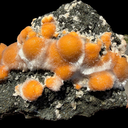 Vibrant Orange Thomsonite Balls with Needle Mesolite on Basalt Matrix – Premium Indian Mineral Specimen # DKT109 Thomsonite Superb Minerals 