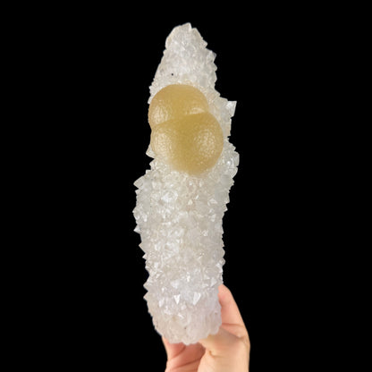 Yellow Botryoidal Fluorite Spheres on Sparkling Quartz - Collector’s Cabinet Specimen from Madhya Pradesh # DKT168 Fluorite Superb Minerals 