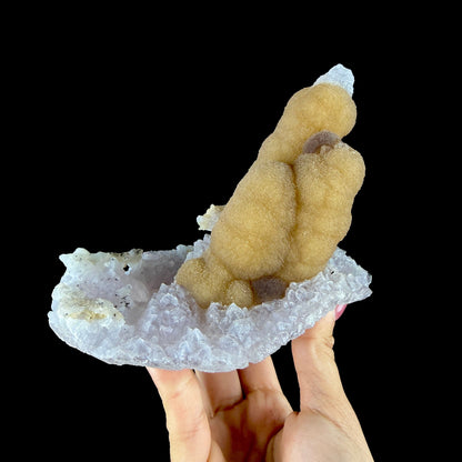 Yellow Botryoidal Fluorite Stalactite on Amethyst Matrix - Rare Collector’s Specimen from Madhya Pradesh # DKT163 Fluorite Superb Minerals 