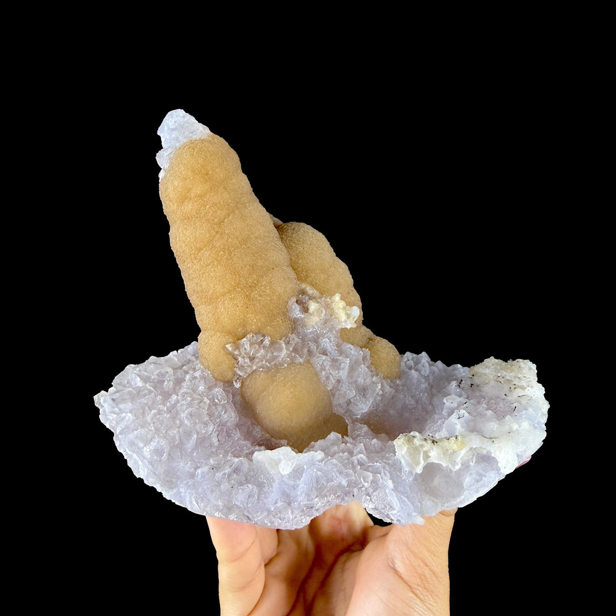 Yellow Botryoidal Fluorite Stalactite on Amethyst Matrix - Rare Collector’s Specimen from Madhya Pradesh # DKT163 Fluorite Superb Minerals 