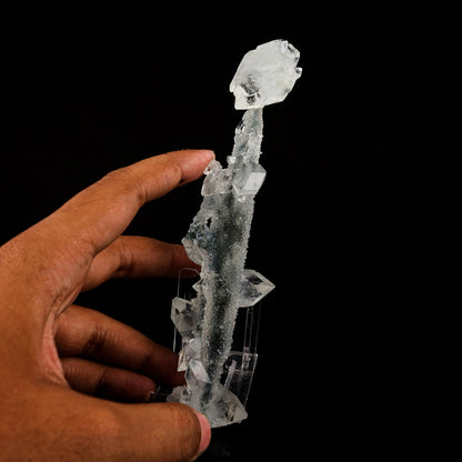 Apophyllite Crystals on Sparkling MM Quartz Stalactite Natural Mineral Specimen # B 6079 Apophyllite Superb Minerals 