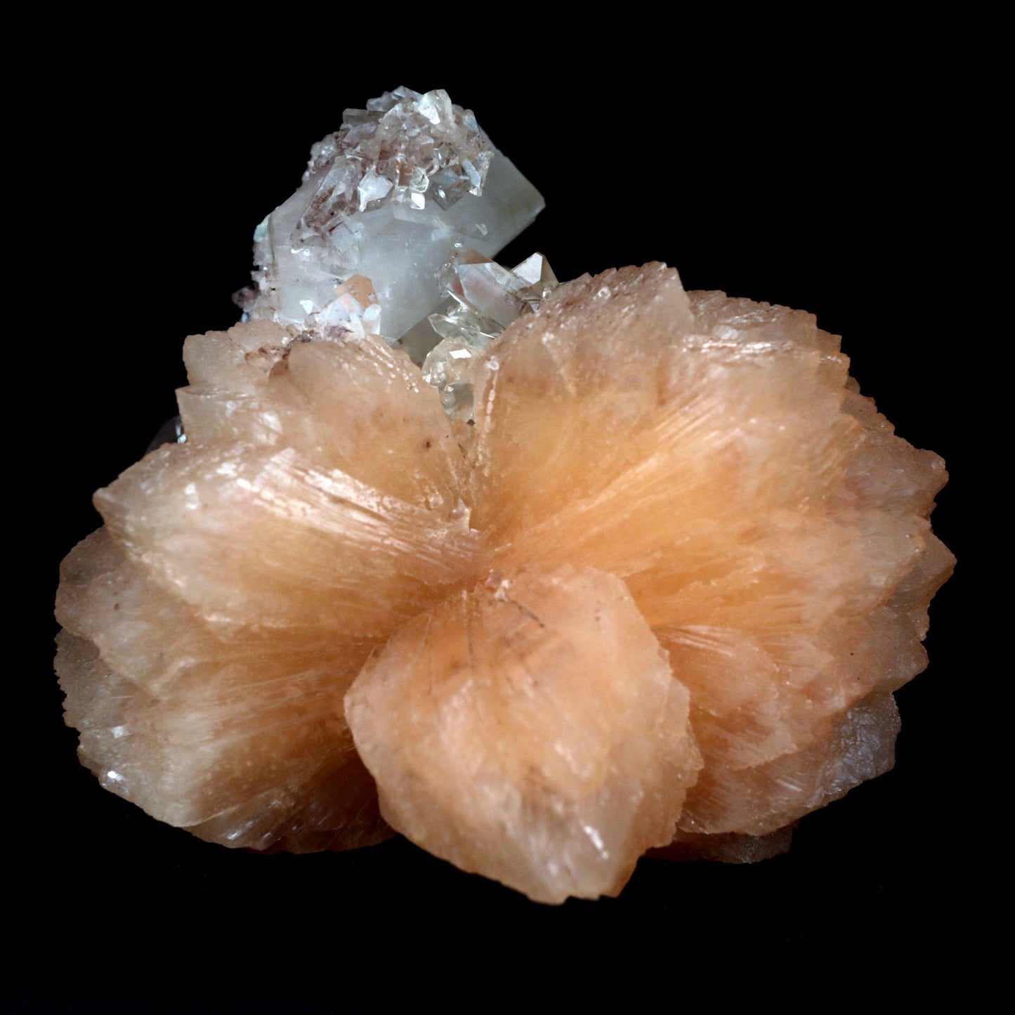 Apophyllite With Stilbite Perfect Bow-Tie formation Natural Mineral Specimen # B 4796 Apophyllite Superb Minerals 