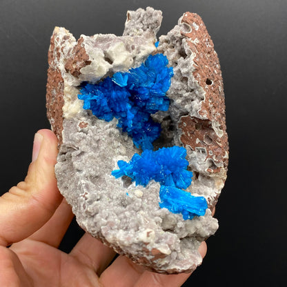 Cavansite Deep Blue in geode Natural Mineral Specimen # DK186 Heulandite Superb Minerals 