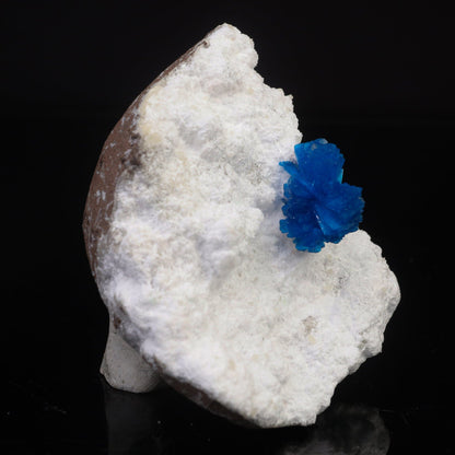 Cavansite on Modernite (Rare Find) Natural Mineral Specimen # B 6722 Cavansite Superb Minerals 