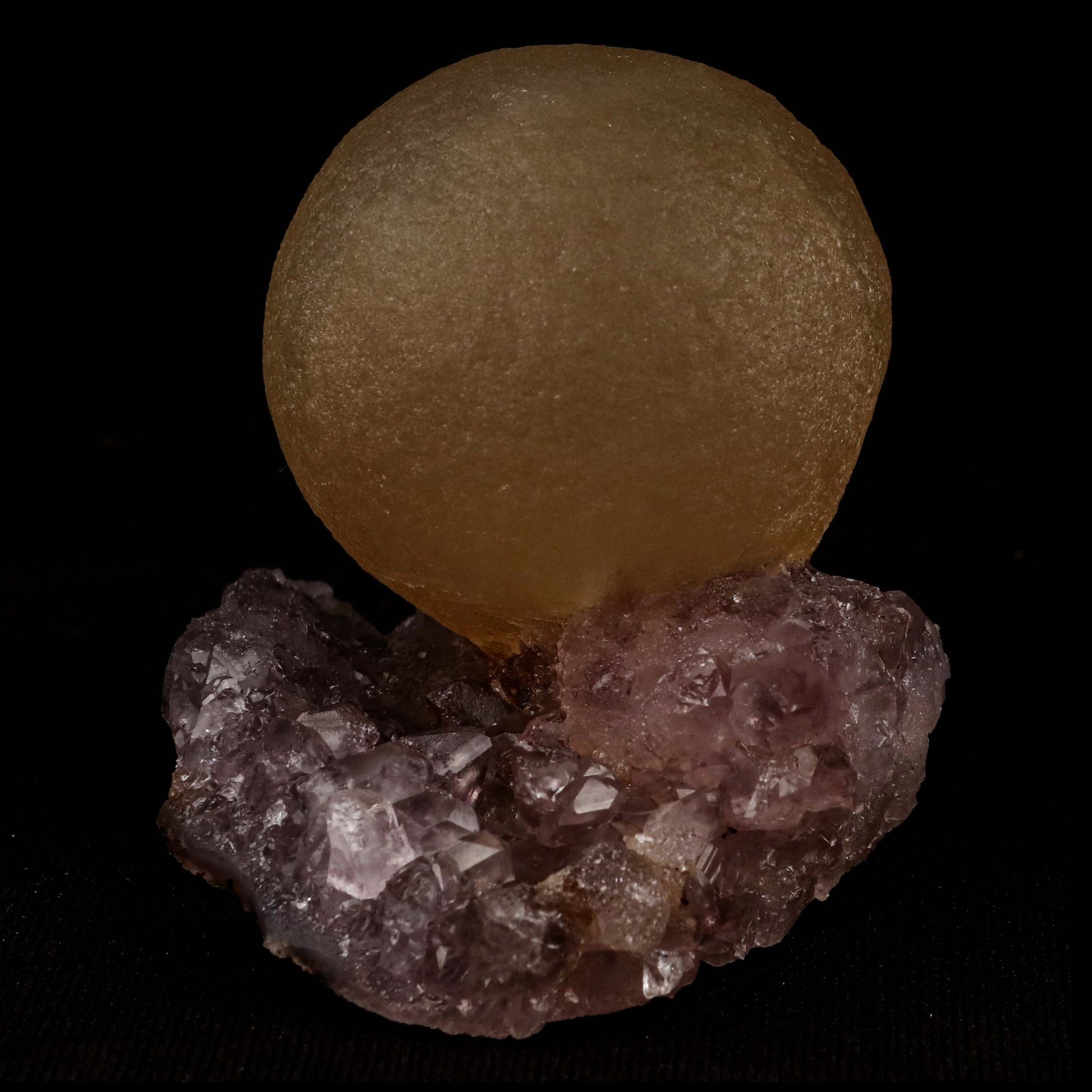 Fluorite Botridoal on Amethyst Natural Mineral Specimen # B 5194  https://www.superbminerals.us/products/fluorite-botridoal-on-amethyst-natural-mineral-specimen-b-5194  Features: An extremely botryoidal "ball" of Fluorite perches above an incredibly rich purple-colored Amethyst on Chalcedony and host rock matrix, resulting in an unusually stunning specimen. The Fluorite is a creamy-white tone on the surface that gradually fades away to a golden tint in the centre.