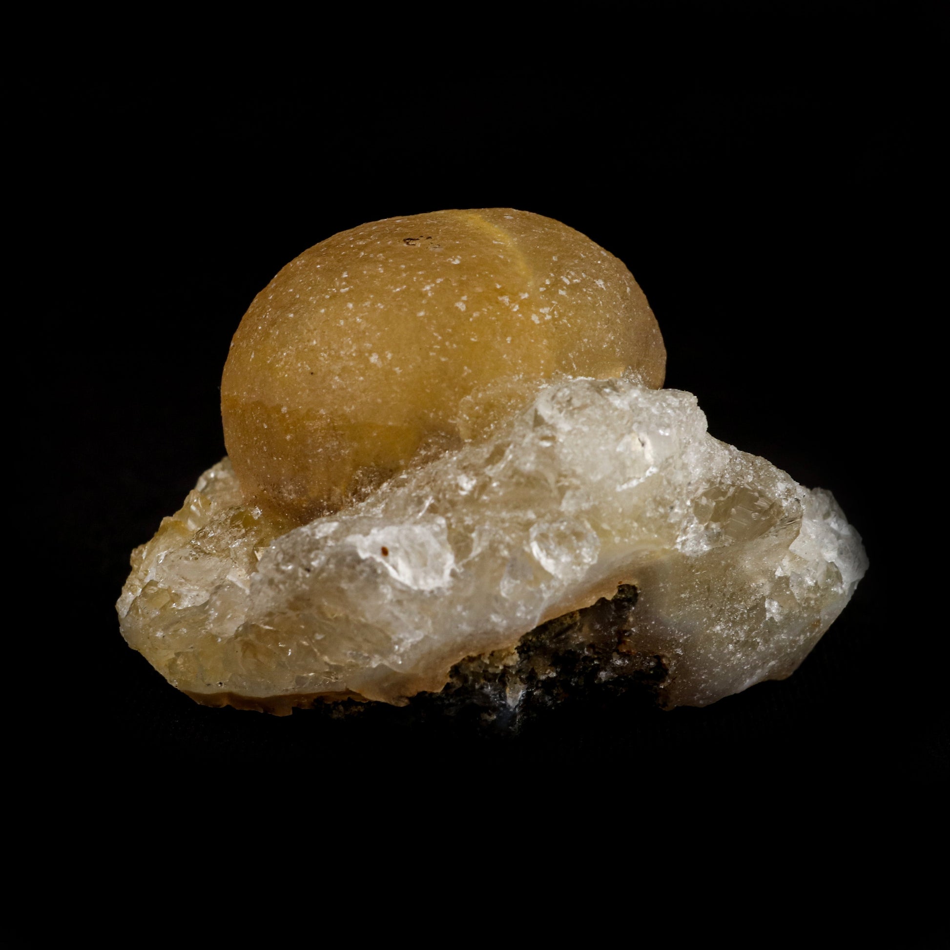 Fluorite Botryoidal on MM Quartz Natural Mineral Specimen # B 5086  https://www.superbminerals.us/products/fluorite-botryoidal-on-mm-quartz-natural-mineral-specimen-b-5086  Features: These golden botryoidal fluorites are unique and extremely attractive. This specimen features a a very gemmy, good sized, rich golden color, fluorite "sphere" on gemmy, colorless, stubby quartz crystal matrix. Primary Mineral(s): FluoriteSecondary Mineral(s): MM QuartzMatrix: N/A 2 Inch x 2 Inch