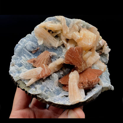 Heulandite with Stilbite on Chalcedony Big Cluster # Q10  https://www.superbminerals.us/products/heulandite-with-stilbite-on-chalcedony-big-cluster-q10  Features:Killer specimen of chocolate brown translucent Huelandite crystal double terminated in a u shape along with Stilbite crystals on druzy quartz var. chalcedony in small stalactitic formations lined its matrix. The heulandite is in pristine condition, with glassy luster faces all around. 