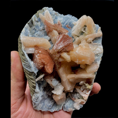 Heulandite with Stilbite on Chalcedony Big Cluster # Q10  https://www.superbminerals.us/products/heulandite-with-stilbite-on-chalcedony-big-cluster-q10  Features:Killer specimen of chocolate brown translucent Huelandite crystal double terminated in a u shape along with Stilbite crystals on druzy quartz var. chalcedony in small stalactitic formations lined its matrix. The heulandite is in pristine condition, with glassy luster faces all around. 