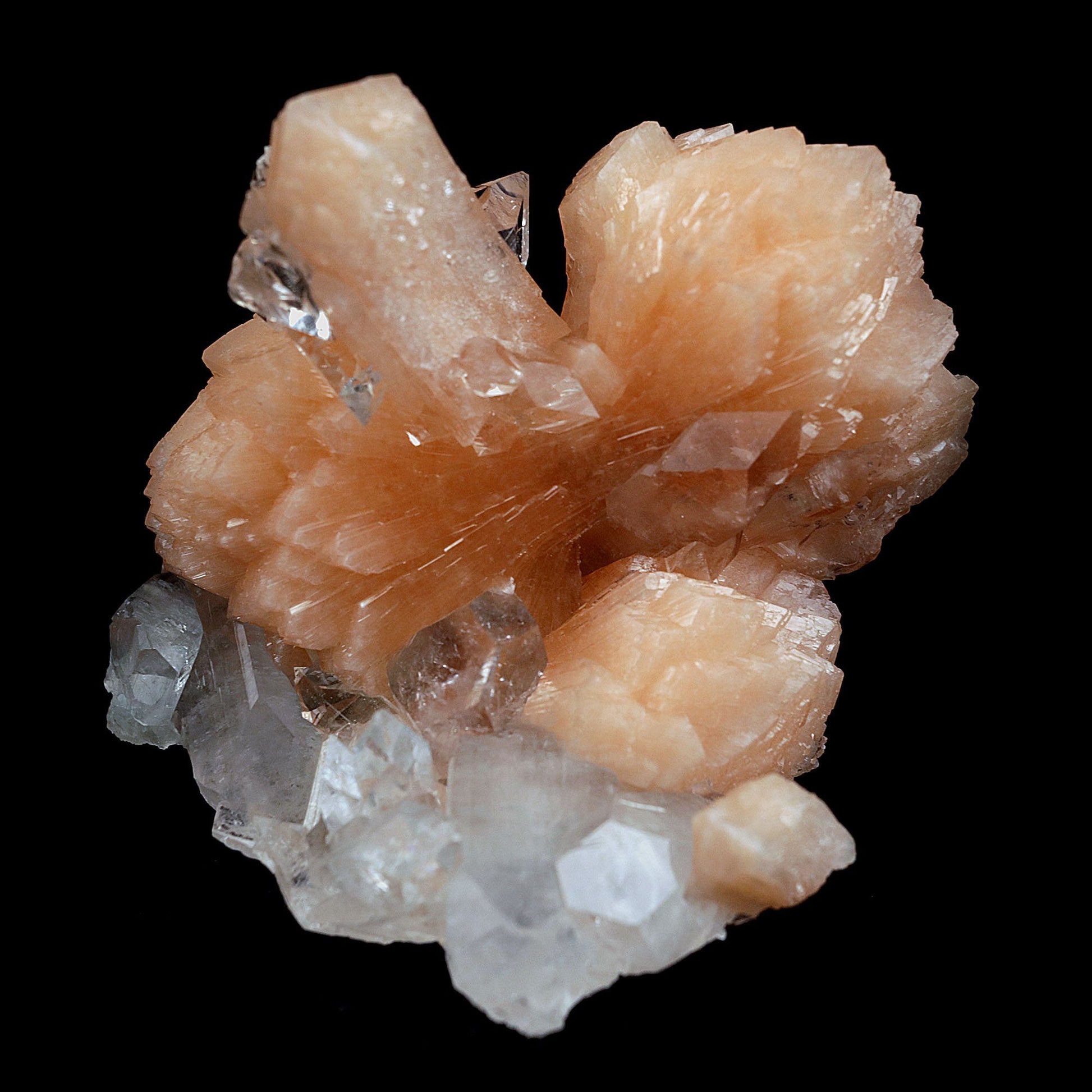 Perfect Bow Stilbite with Apophyllite Natural Mineral Specimen # B 406…  https://www.superbminerals.us/products/perfect-bow-stilbite-with-apophyllite-natural-mineral-specimen-b-4060  Features:A very large cluster of lustrous, water-clear Apopyllite crystals (up to 6.5 cm), many doubly terminated, hosting a big peach-colored bow shape Stilbite. But what really sets this piece apart is the pristine, translucent, peach-colored bow-tie Stilbite crystal that rises from center of the Apophyllite cluster