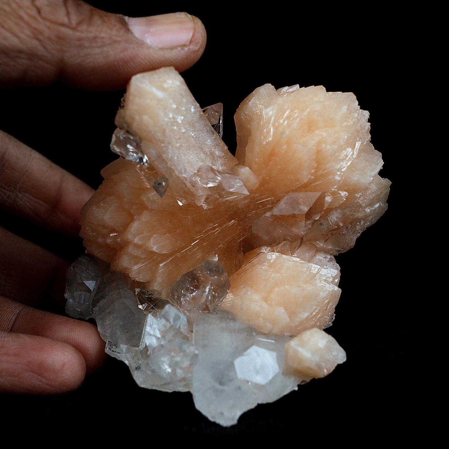 Perfect Bow Stilbite with Apophyllite Natural Mineral Specimen # B 406…  https://www.superbminerals.us/products/perfect-bow-stilbite-with-apophyllite-natural-mineral-specimen-b-4060  Features:A very large cluster of lustrous, water-clear Apopyllite crystals (up to 6.5 cm), many doubly terminated, hosting a big peach-colored bow shape Stilbite. But what really sets this piece apart is the pristine, translucent, peach-colored bow-tie Stilbite crystal that rises from center of the Apophyllite cluster