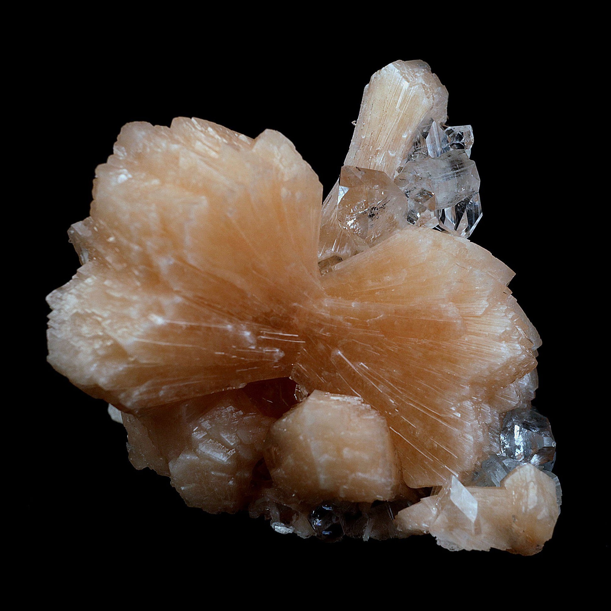 Perfect Bow Stilbite with Apophyllite Natural Mineral Specimen # B 406…  https://www.superbminerals.us/products/perfect-bow-stilbite-with-apophyllite-natural-mineral-specimen-b-4060  Features:A very large cluster of lustrous, water-clear Apopyllite crystals (up to 6.5 cm), many doubly terminated, hosting a big peach-colored bow shape Stilbite. But what really sets this piece apart is the pristine, translucent, peach-colored bow-tie Stilbite crystal that rises from center of the Apophyllite cluster