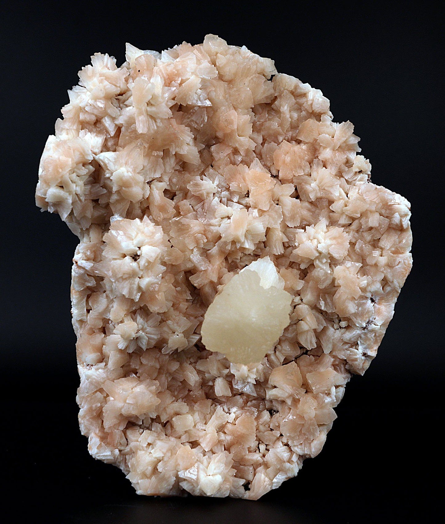 Pink Stilbite on Heulandite Natural Mineral Specimen # B 3434  https://www.superbminerals.us/products/pink-stilbite-on-heulandite-natural-mineral-specimen-b-3434  Features:A very aesthetic piece featuring a matrix densely coated with miniature, beige Heuladnite crystals with a lustrous, larger light-beige Stilbite crystals on matrix, Great contrast, color, symmetry and luster. In excellent condition. Primary Mineral(s): Stilbite