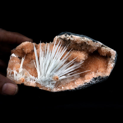 Scolecite Accular Sprays Inside Heulandite Geode Natural Mineral Speci…  https://www.superbminerals.us/products/scolecite-accular-sprays-inside-heulandite-geode-natural-mineral-specimen-b-4902  Features: A beautiful display specimen from the Jalgaon Quarry in India featuring radial aggregate of white Scolecite aesthetically sitting in a narrow crystal-lined vug, with virtually no damage. The piece was a bit difficult to photograph, but truly looks better in person than the photos might indicate.