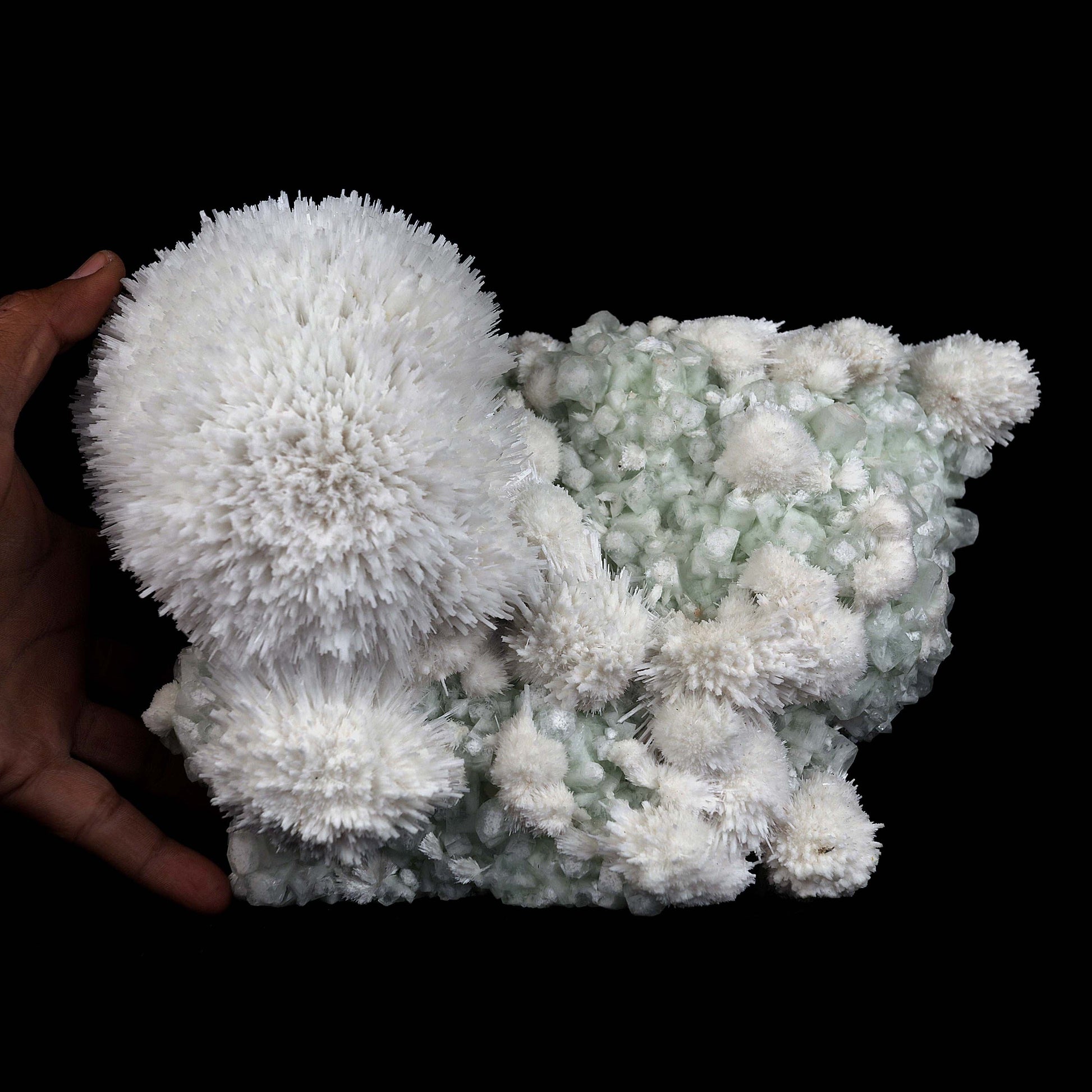 Scolecite Hemispheres with Apophyllite on Stilibite Natural Mineral Sp…  https://www.superbminerals.us/products/scolecite-hemispheres-with-apophyllite-on-stilibite-natural-mineral-specimen-b-4421  Features:A stunning specimen featuring a large, hemispherical formation of colorless, transparent, lustrous acicular Scolecite crystals on peach-colored Stilbite. An amazing piece with superb crystal formation, contrast, luster and contrast. In excellent condition. A great addition to any collection.