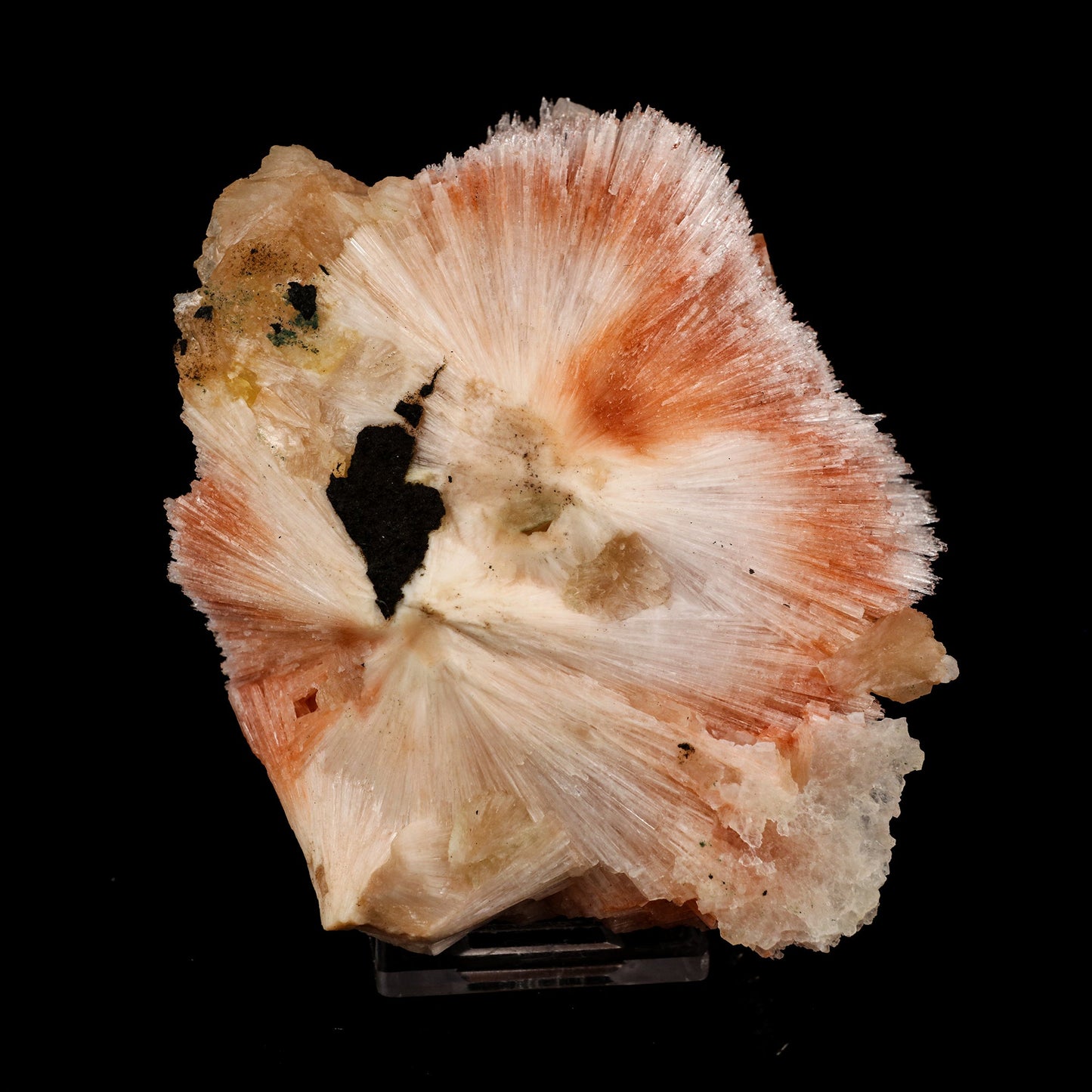 Scolecite Sprays Pink Rare found Natural Mineral Specimen # B 5811 Scolecite Superb Minerals 