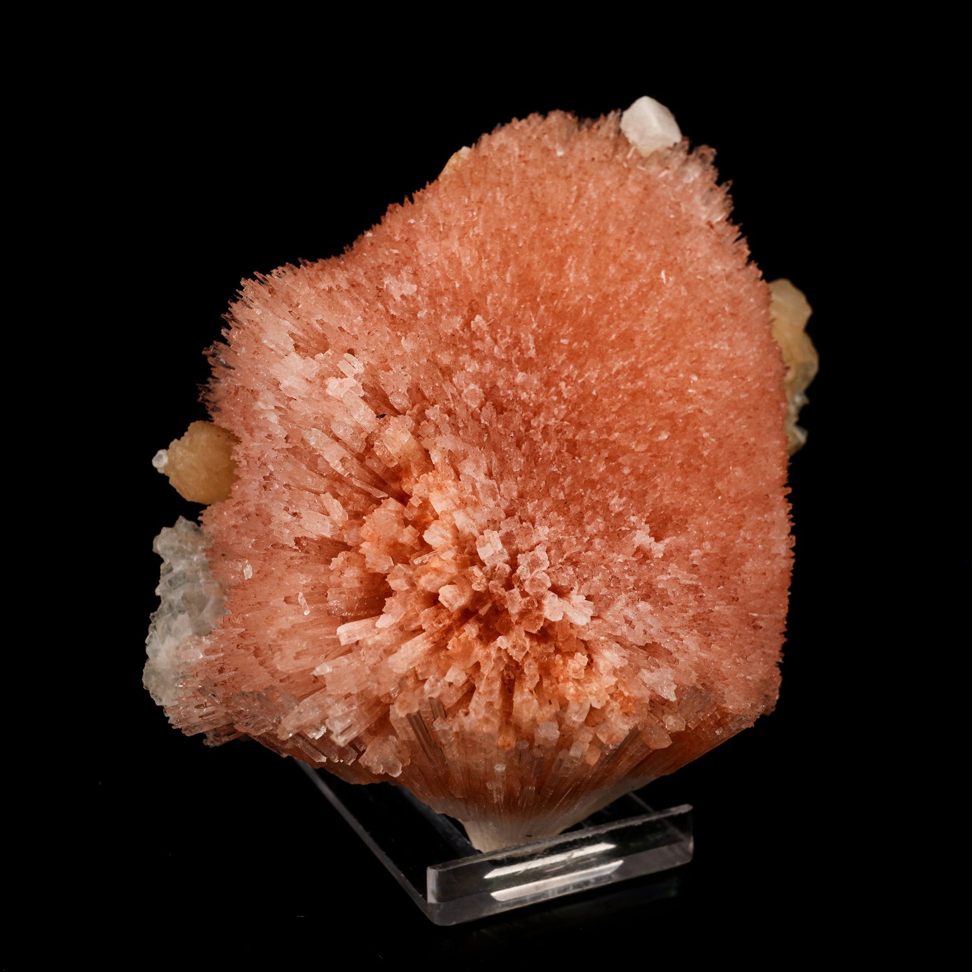 Scolecite Sprays Pink Rare found Natural Mineral Specimen # B 5811 Scolecite Superb Minerals 